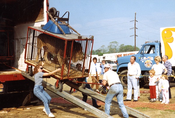 Workers unloading a lion